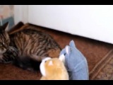 Коты и говорящие хомяки